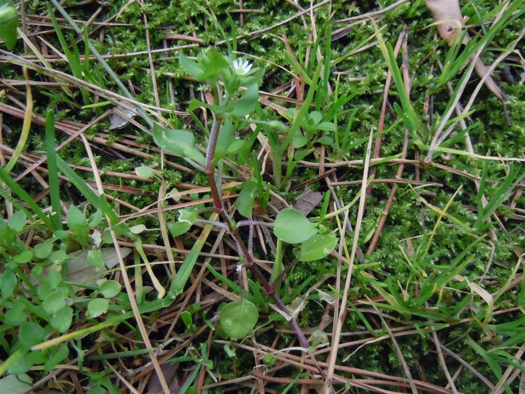 Stellaria media / Centocchio comune